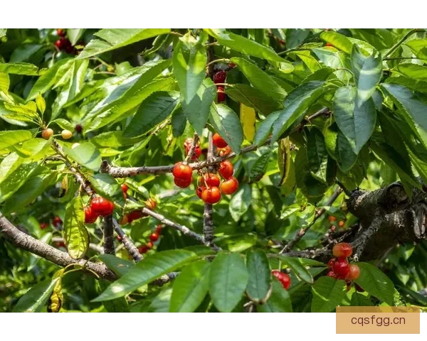 樱桃视频：解锁味蕾的甜蜜探险，点亮生活的缤纷色彩